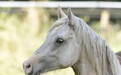 Arabian
