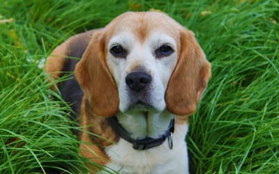 Beagle