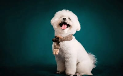 Bichon Frise