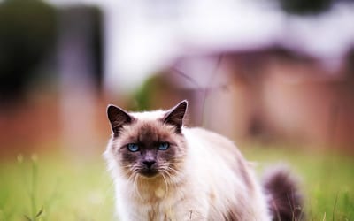 A Birman