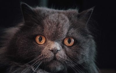 A British Longhair
