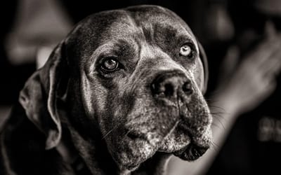 Cane Corso