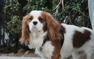 A Cavalier King Charles Spaniel