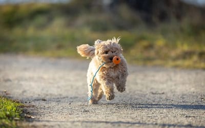A Cavapoo