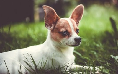 Chihuahua