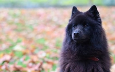 Chow Chow