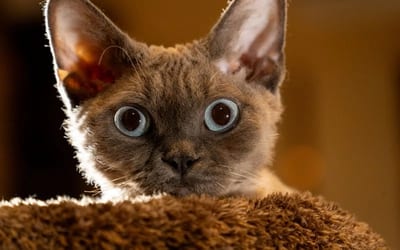 A Devon Rex