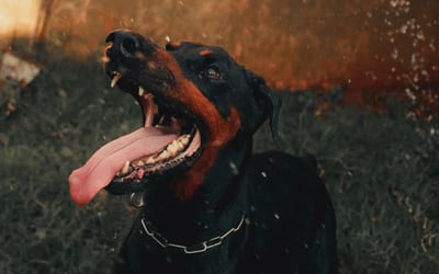 Dobermann