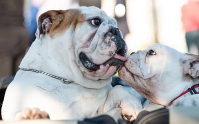 English Bulldog