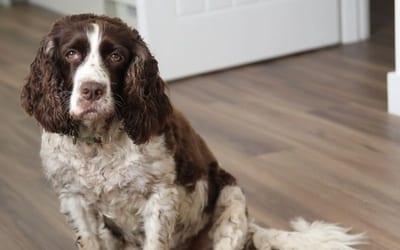 A English Springer Spaniel