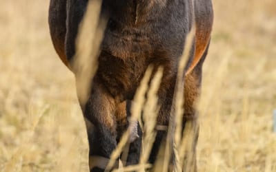 Exmoor Pony