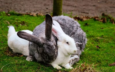 Flemish Giant