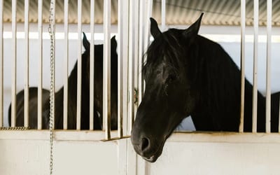 Friesian