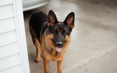 German Shepherd