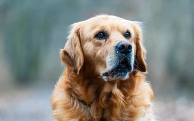 A Golden Retriever
