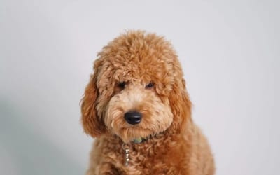 A Goldendoodle