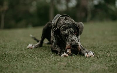 Great Dane
