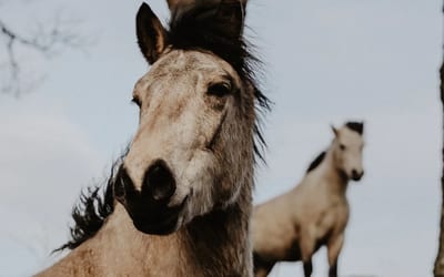 Highland Pony