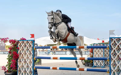 Irish Sport Horse