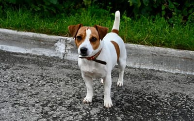 A Jack Russell