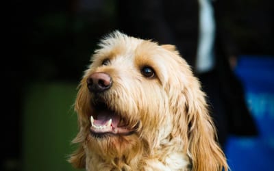A Labradoodle