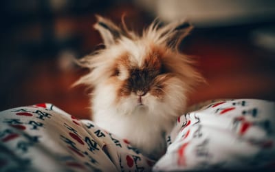 Lionhead