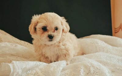 A Maltipoo