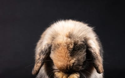 Mini Lop