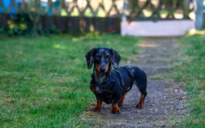 A Miniature Dachshund