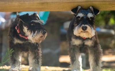 A Miniature Schnauzer