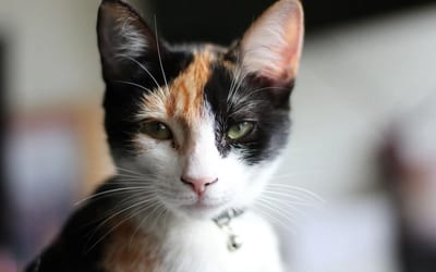 Mixed Breed