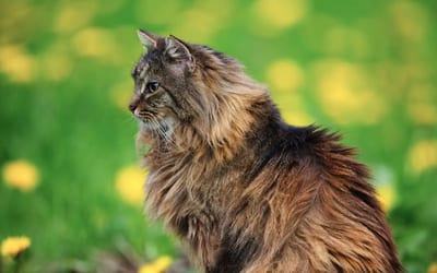 A Norwegian Forest Cat