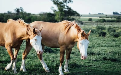 Palomino