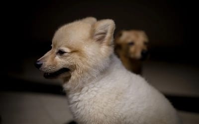 Pomeranian