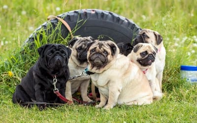 A Pug