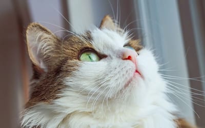 A Ragamuffin
