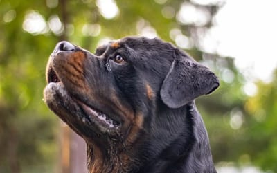 Rottweiler