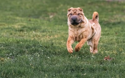 Shar Pei