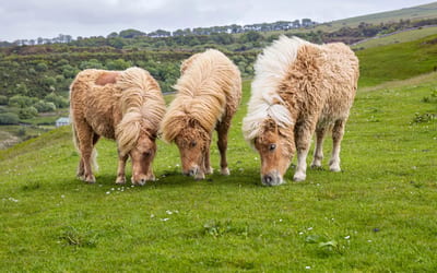 Shetland Pony