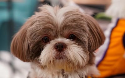A Shih Tzu