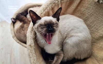 A Siamese