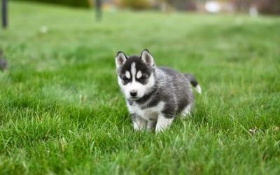 Siberian Husky