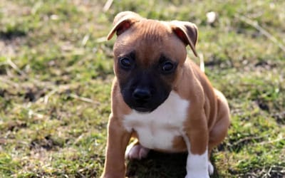 Staffordshire Bull Terrier