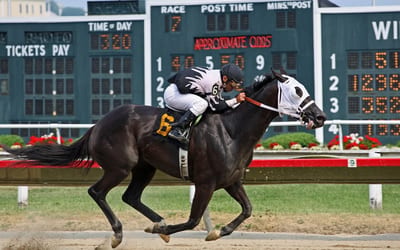 Thoroughbred
