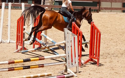 Warmblood