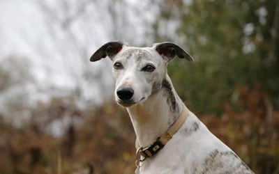 Whippet