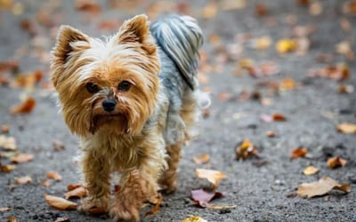Yorkshire Terrier
